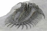 Spiny Comura Trilobite - Very Large Specimen #251441-4